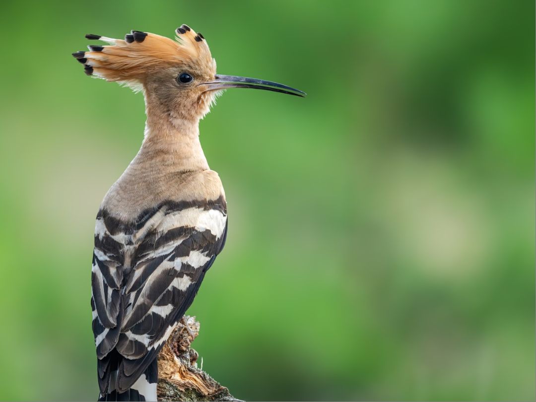 LPNaturfilm Lennert Piltz, Der farbenpr&auml;chtige Wiedehopf lebt von gro&szlig;en Insekten, die in der Bergbaufolgelandschaft gut gedeihen
