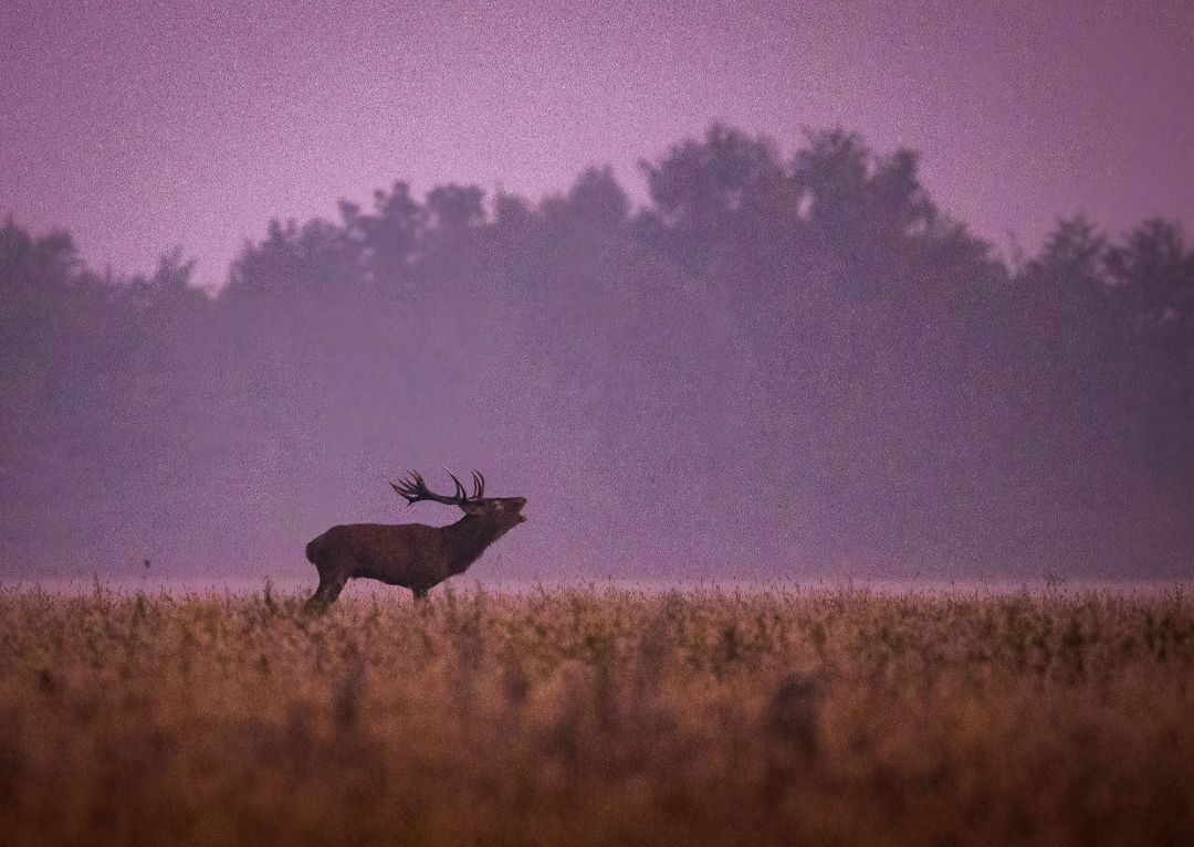 Foto: S.Prietzel